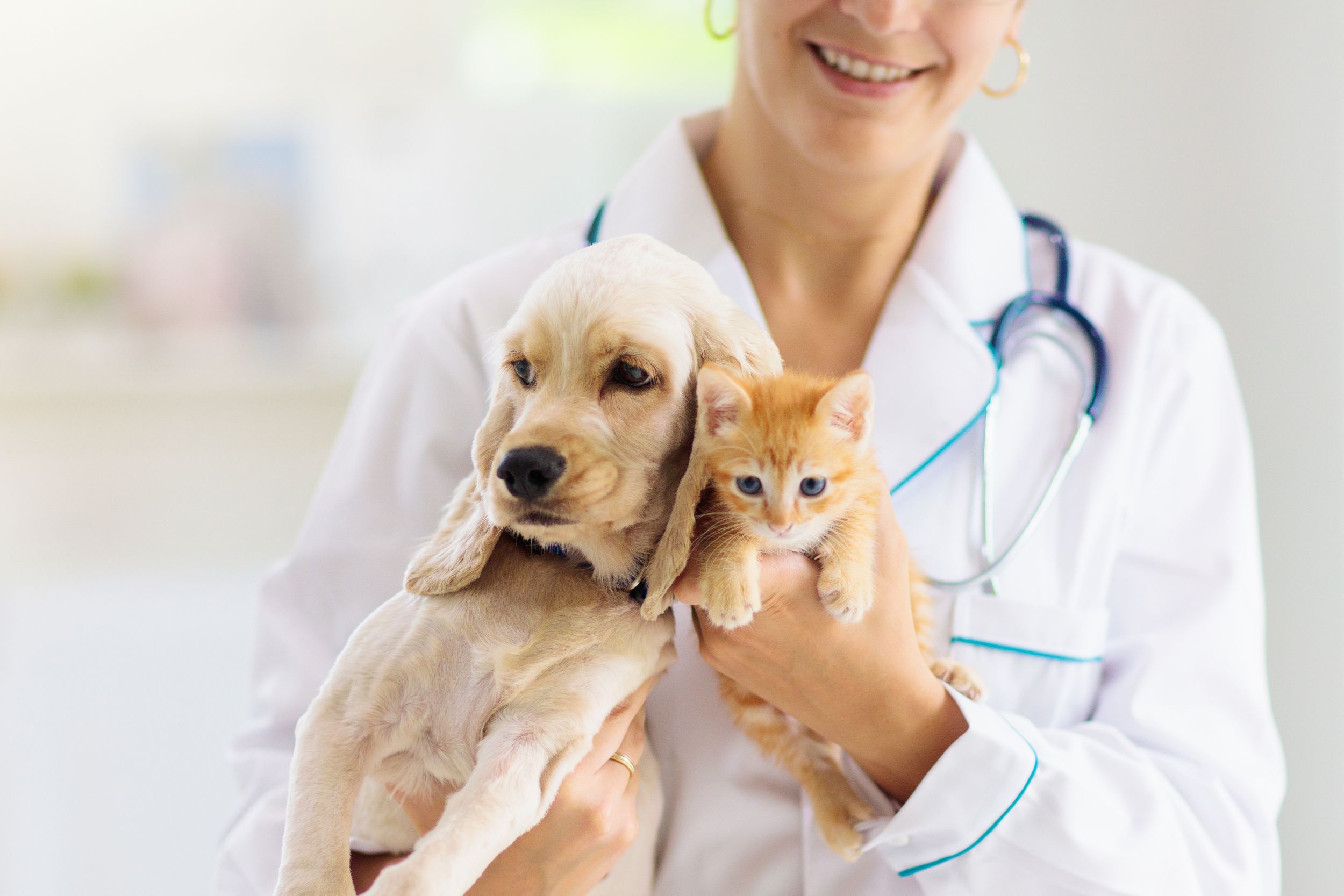 Tips On Finding A Veterinarian In Murrieta CA