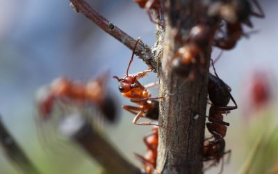 Benefits of a NJ Ant Exterminator