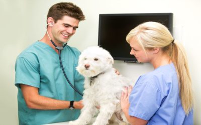 The Benefits Of A Reliable Animal Clinic In Los Angeles