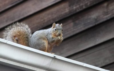 Effective Squirrel Removal in Senoia, GA, Requires the True Professionals