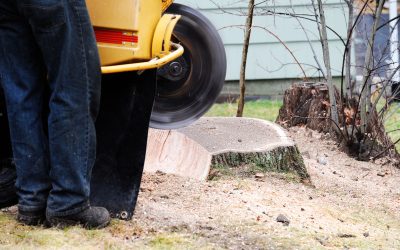 Safe and Effective Stump Grinding in Olympia