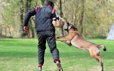 From Basic Obedience To Advanced Commands: How Dog Training Classes in Randolph Shape Better Pet Behavior