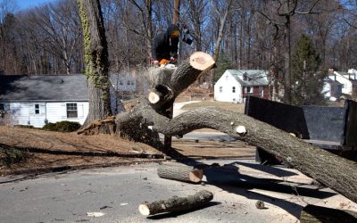 Tree Removal Service in Omaha, NE: Expert Solutions For Hazardous And Diseased Trees