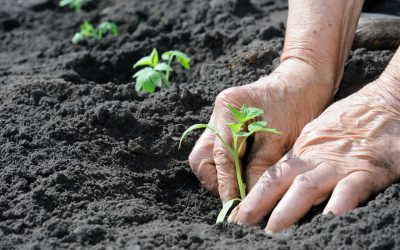 Improving Agricultural Productivity with Chemical Agricultural Fertilizers in Cedar County, MO